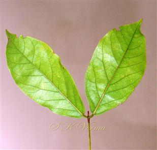  Leaflets